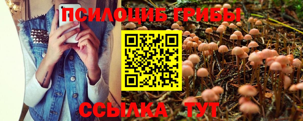 Псилоцибиновые грибы Psilocybe  Вход с VPN  Киселёвск 